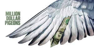 Million Dollar Pigeons — foto 4