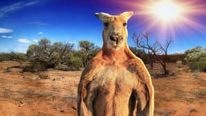 The Kangaroo King — foto 2