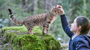 Mon chat et moi, la grande aventure de Rroû — foto 3