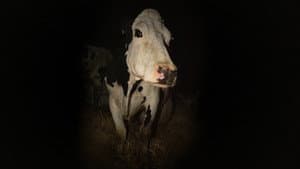 Cow — foto 1