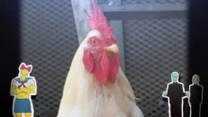 庭には二羽ニワトリがいた。 — foto 6