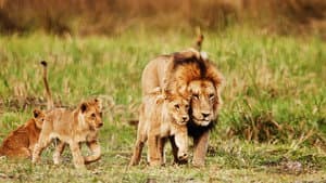 Wild Botswana — foto 12