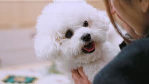 해피해피 — foto 1