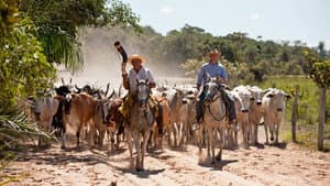 Brazil with Michael Palin — foto 2