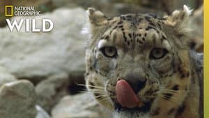 China's Wild Side — foto 1