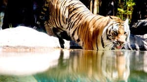 Big Cat Games — foto 5