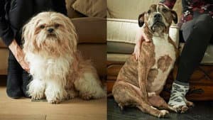 Rich Dog, Poor Dog — foto 1