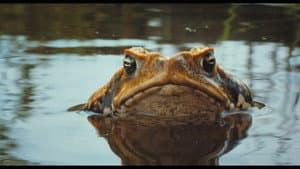 Cane Toads: The Conquest — foto 1
