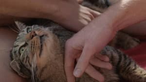 Kater — foto 6
