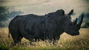 Rhino — foto 3