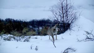 Marche avec les loups — foto 4