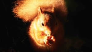 Cumbrian Red: Saving Our Red Squirrels — foto 2