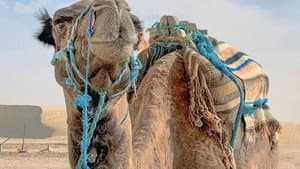 Fascinant Maghreb — foto 1