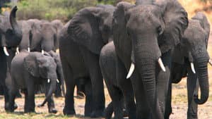 Elephants on the Run — foto 1