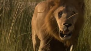 Game of Lions — foto 5