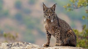 Dehesa: el bosque del lince ibérico — foto 2
