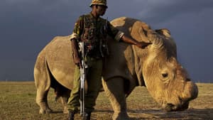 Sur la piste du dernier rhinocéros blanc — foto 1