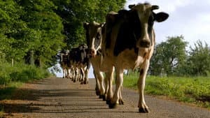 The Secret Life of Cows — foto 2