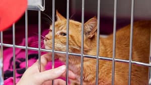 Pets & Pickers — foto 1