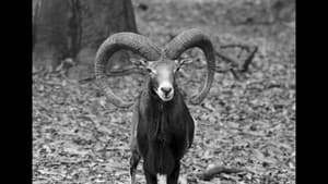 Crónica de una muerte animal — foto 1