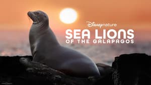 Leones Marinos de las Galápagos — foto 12