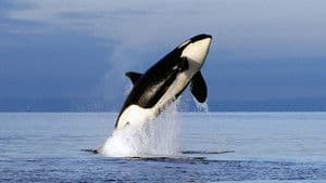 Liberen a Willy 2 — foto 4