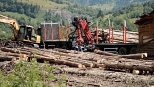 Wood - Der geraubte Wald — foto 1