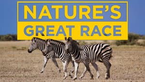 Nature's Epic Journeys — foto 4