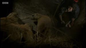 Perritos de La Pradera