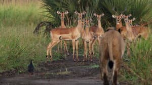 Return of the Predators — foto 5