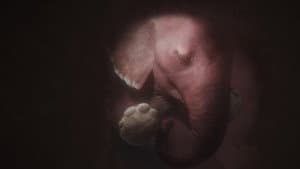 In the Womb: Animal Babies — foto 1