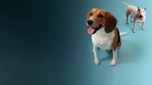 How Dogs Got Their Shapes — foto 1