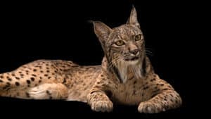 Rare: Creatures of the Photo Ark — foto 6