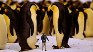 Pingüinos Emperadores