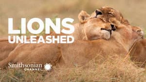 Lions Unleashed — foto 1