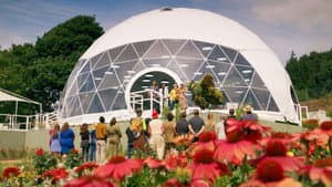 Insectos gigantes
