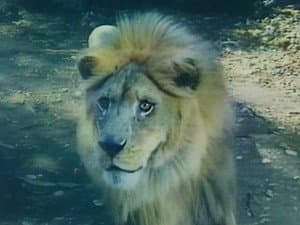 Episodio 8