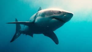 Sharks (in 3D) — foto 1