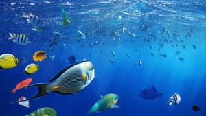 Africa's Underwater Wonders — foto 3