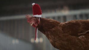 Feather Christmas — foto 7