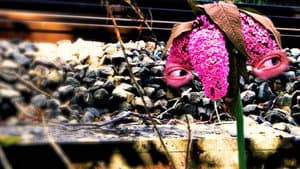 Patchwork Travesty — foto 7