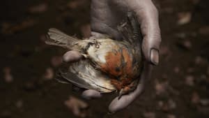 The Deathless Woman — foto 1