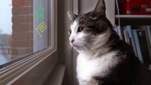 Gatos: Una oda al amor gatuno — foto 8