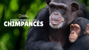Meet the Chimps — foto 7