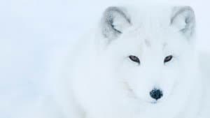 Life In The Snow — foto 7