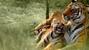 Counting Tigers — foto 1
