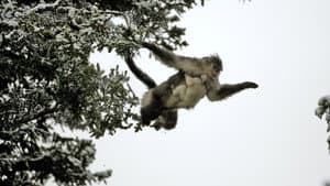 Rare Survivors: China's Iconic Wildlife — foto 2
