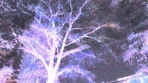 Animal Breathing — foto 2