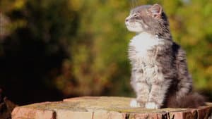 Happy as a Cat — foto 1
