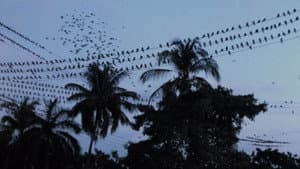 El ataque de los pájaros — foto 6